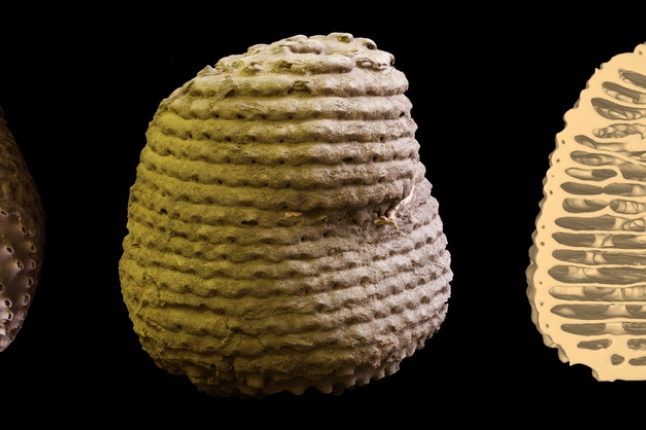 image of termite nests 